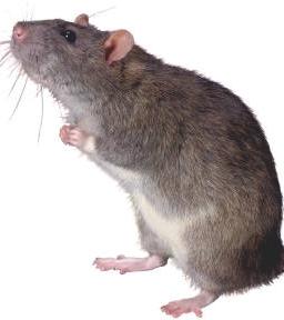 The Abuja rat says his Rat President's life has been put in extreme danger...what a rat!!!