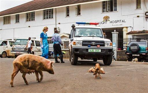 This is how the government battles the spread of diseases with pigs in the company of human beings.