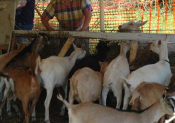 Could this be Frank Timis feeding the goats in Parliament?