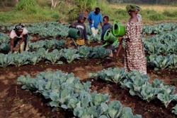 The vegetable growers of Kabala - Photo: AWOKO newspaper
