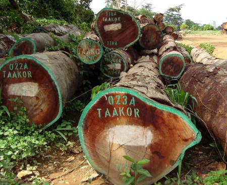 What is the link between this logging company operating in Sierra Leone and Vice President Sam Sumana?